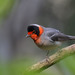 Red-faced Warbler - Photo (c) Amado Demesa, some rights reserved (CC BY-SA), uploaded by Amado Demesa Arevalo