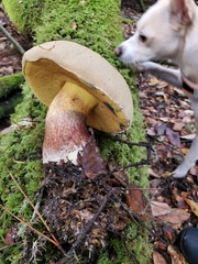 Caloboletus rubripes