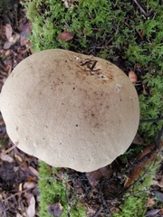 Caloboletus rubripes