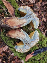 Caloboletus rubripes