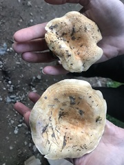 Lactarius subvillosus