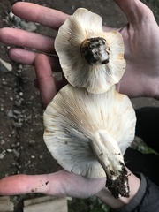 Lactarius subvillosus
