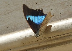 Prepona laertes octavia