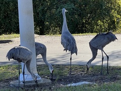 Grus canadensis image