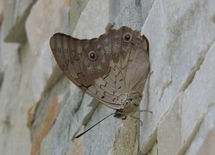 Prepona laertes octavia