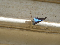 Prepona laertes octavia