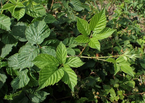 pilated-leaved blackberry