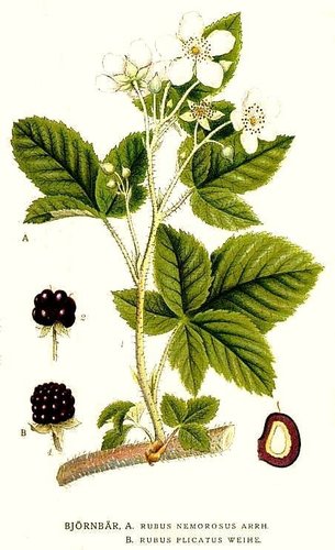 pilated-leaved blackberry