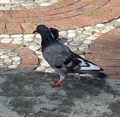 Columba livia domestica