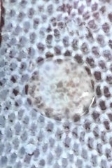 Corambe steinbergae