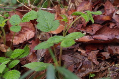 Rubus microphyllus