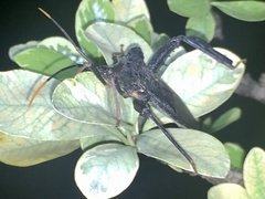 Acanthocephala alata