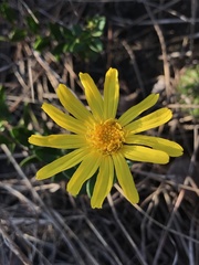 Asteraceae