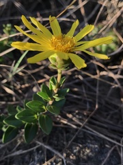Asteraceae