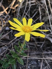 Asteraceae