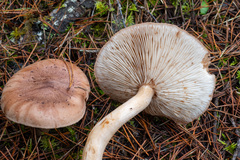 Tricholoma