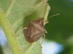 Euschistus obscurus