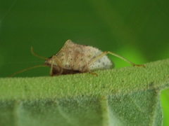 Euschistus obscurus