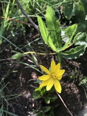 Asteraceae