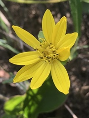 Asteraceae