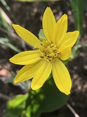 Asteraceae