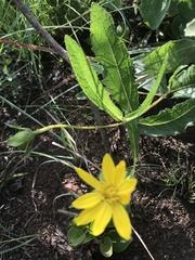Asteraceae