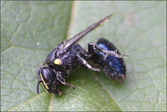 Hylaeus alcyoneus