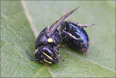 Hylaeus alcyoneus