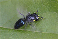 Hylaeus alcyoneus