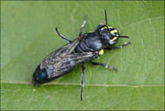 Hylaeus alcyoneus