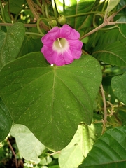 Ipomoea peteri