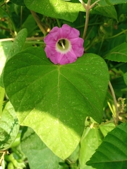 Ipomoea peteri