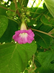 Ipomoea peteri