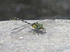 Hemigomphus