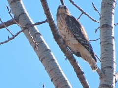 Buteo lineatus