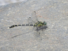Hemigomphus