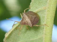 Euschistus obscurus