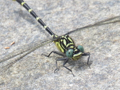 Hemigomphus