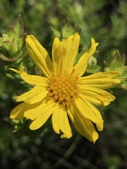 Asteraceae