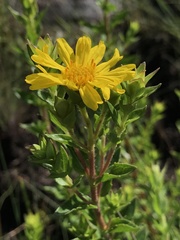 Asteraceae