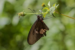 Parides anchises nephalion