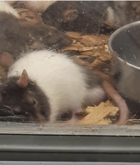 Rattus norvegicus domestica