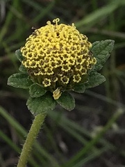 Asteraceae