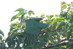 Ptilinopus leclancheri