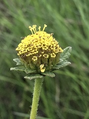 Asteraceae