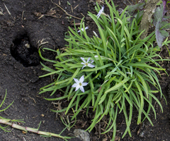 Ipheion uniflorum