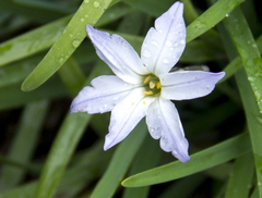 Ipheion uniflorum