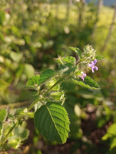 Hyptis suaveolens iNat (2)