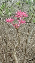 Vasconcellea parviflora