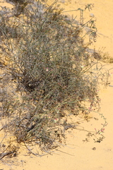 Lechenaultia linarioides